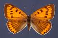 lycaena dispar